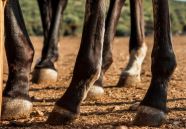 Протесты фермеров: Нас сжигайте вместе с коровами